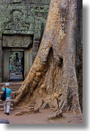 asia, big, cambodia, ta promh, trees, vertical, walking, womens, photograph