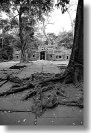 asia, black and white, cambodia, entry, gates, roots, ta promh, vertical, photograph