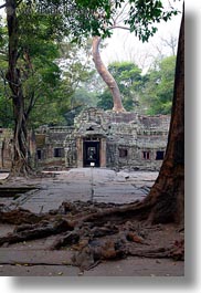 asia, cambodia, entry, gates, roots, ta promh, vertical, photograph