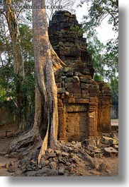 architectural ruins, asia, cambodia, fin, roots, ta promh, vertical, photograph