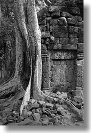 architectural ruins, asia, black and white, cambodia, fin, roots, ta promh, vertical, photograph