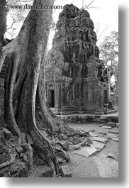 architectural ruins, asia, black and white, cambodia, fin, roots, ta promh, vertical, photograph