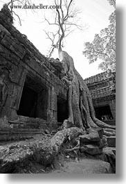 asia, black and white, cambodia, doorways, draping, roots, ta promh, trees, vertical, photograph