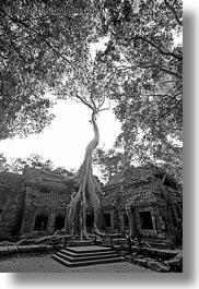 asia, black and white, cambodia, draping, roots, ta promh, trees, vertical, walls, photograph