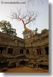 asia, cambodia, ta promh, temples, tops, trees, vertical, photograph