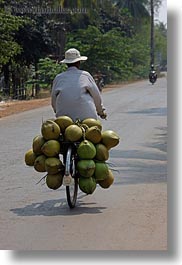 asia, bicycles, cambodia, carrying, coconuts, men, transportation, vertical, photograph