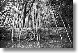 asia, bamboo, black and white, gardens, horizontal, japan, koto in, kyoto, tall, photograph