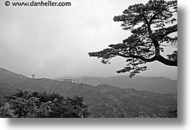 asia, black and white, horizontal, japan, japanese, kyoto, miho museum, pines, red, trees, photograph