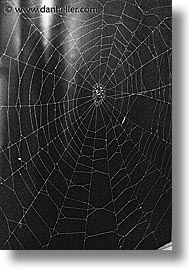 asia, japan, spider, vertical, web, photograph