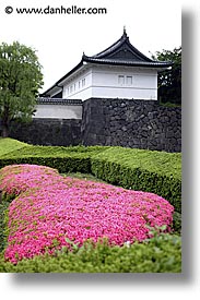 asia, flowers, japan, kanto, pink, royal palace gardens, tokyo, vertical, photograph