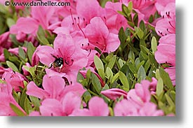 asia, bees, horizontal, japan, kanto, pollinating, royal palace gardens, tokyo, photograph