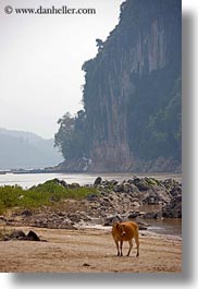 animals, asia, cliffs, cows, laos, luang prabang, rivers, vertical, photograph