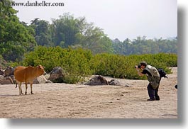 animals, asia, cows, horizontal, laos, luang prabang, men, photographing, photograph