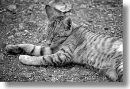 animals, asia, black and white, cats, grey, horizontal, laos, luang prabang, sleeping, photograph