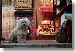 animals, asia, dogs, horizontal, laos, luang prabang, rugs, white, photograph