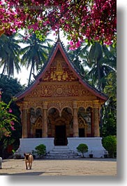 asia, bougainvilleas, buddhist, buildings, flowers, laos, luang prabang, nature, paphaimisaiyaram, religious, temples, vertical, wat, photograph