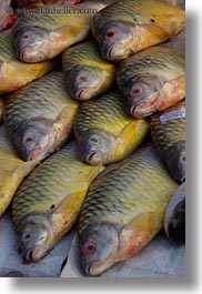 asia, fish, laos, luang prabang, vertical, photograph