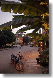 asia, bikes, dusk, laos, luang prabang, motorcycles, palm trees, transportation, under, vertical, photograph