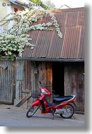 asia, bikes, flowers, laos, luang prabang, motorcycles, red, transportation, vertical, white, photograph