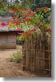 asia, bamboo, bougainvilleas, fences, hmong, laos, red, vertical, villages, photograph