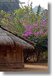 asia, bougainvilleas, hmong, huts, laos, pink, thatched, vertical, villages, photograph