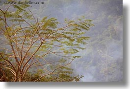asia, branches, horizontal, laos, rural, trees, villages, photograph