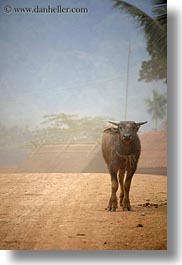 animals, asia, laos, rural, vertical, villages, water buffalo, photograph