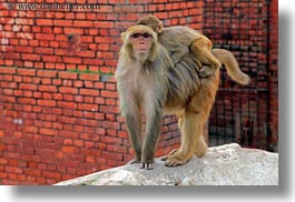 animals, asia, horizontal, kathmandu, macaque, monkeys, nepal, pashupatinath, primates, rhesus, photograph