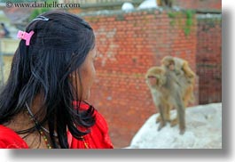 animals, asia, horizontal, kathmandu, macaque, monkeys, nepal, pashupatinath, primates, rhesus, photograph