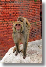 animals, asia, kathmandu, macaque, monkeys, nepal, pashupatinath, primates, rhesus, vertical, photograph