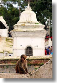 asia, kathmandu, macaque, monkeys, nepal, pashupatinath, vertical, photograph