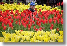 asia, baseball cap, boys, childrens, clothes, colors, flowers, hats, horizontal, moscow, nature, people, red, russia, tulips, yellow, photograph