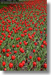 asia, moscow, plants, red, russia, tulips, vertical, photograph