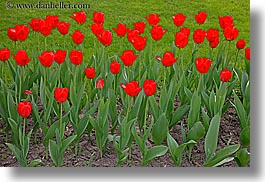 asia, horizontal, moscow, plants, red, russia, tulips, photograph