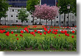 asia, blossoms, cherries, horizontal, moscow, plants, red, russia, tulips, photograph