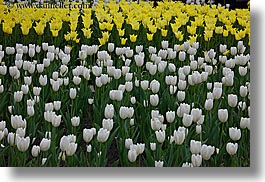 asia, horizontal, moscow, plants, russia, tulips, white, yellow, photograph