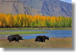asia, barley, foliage, horizontal, lakes, landscapes, lhasa, nature, stacks, tibet, trees, water, yaks, photograph