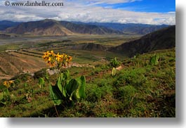 asia, horizontal, landscapes, lhasa, monastery hike, tibet, wildflowers, yellow, photograph