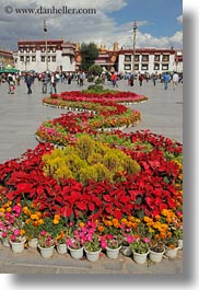 asia, flowers, lhasa, squares, streets, tibet, vertical, photograph