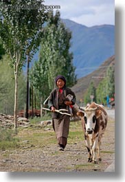 asia, cows, old, tibet, vertical, womens, yarlung valley, photograph