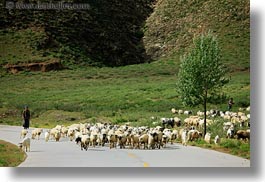 asia, horizontal, sheep, shepherd, tibet, yarlung valley, photograph