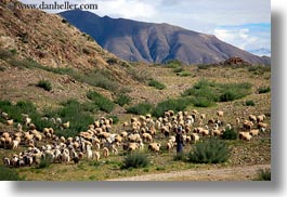 asia, horizontal, sheep, shepherd, tibet, yarlung valley, photograph