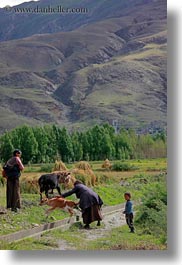 asia, goats, tibet, vertical, womens, yarlung valley, photograph