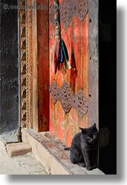 asia, asian, cats, doors, style, tibet, tsong sten gampo monastery, vertical, yarlung valley, photograph