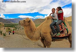 asia, asian, camels, girls, horizontal, people, tibet, yumbulagang, photograph
