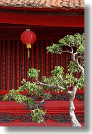 asia, confucian temple literature, gardens, green, hanoi, lanterns, leaves, red, trees, vertical, vietnam, photograph