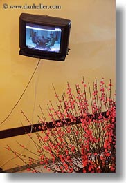 asia, hanoi, plants, red, televisions, vertical, vietnam, photograph