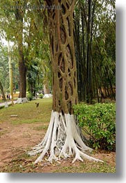 asia, hanoi, roots, trees, vertical, vietnam, vines, wrapping, photograph