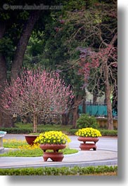 asia, flowers, hanoi, potted, presidential palace, vertical, vietnam, photograph