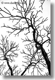 abstracts, asia, black and white, branches, hanoi, tree branches, trees, vertical, vietnam, photograph